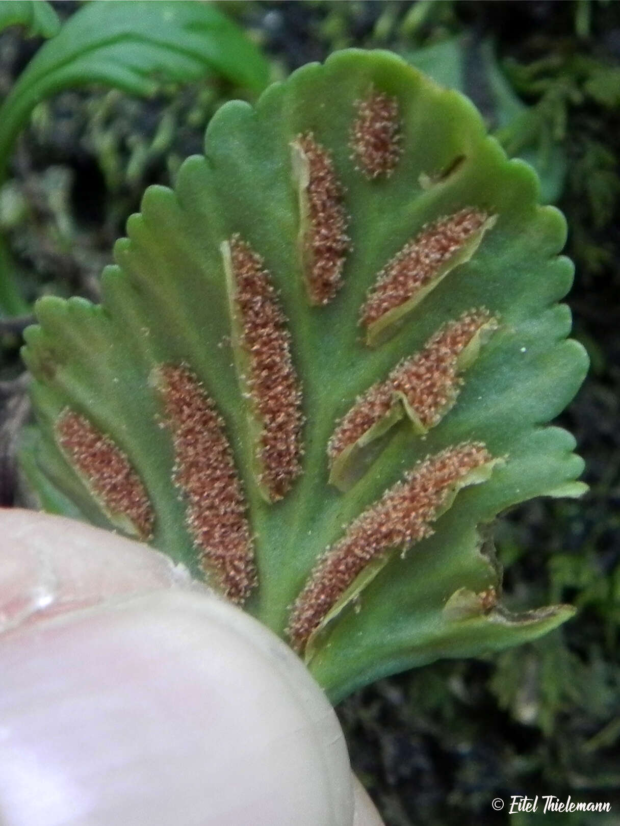 Image of Asplenium trilobum Cav.