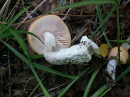 Image de Amanita contui Bon & Courtec. 1989