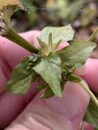 Imagem de Acalypha virginica var. deamii Weath.