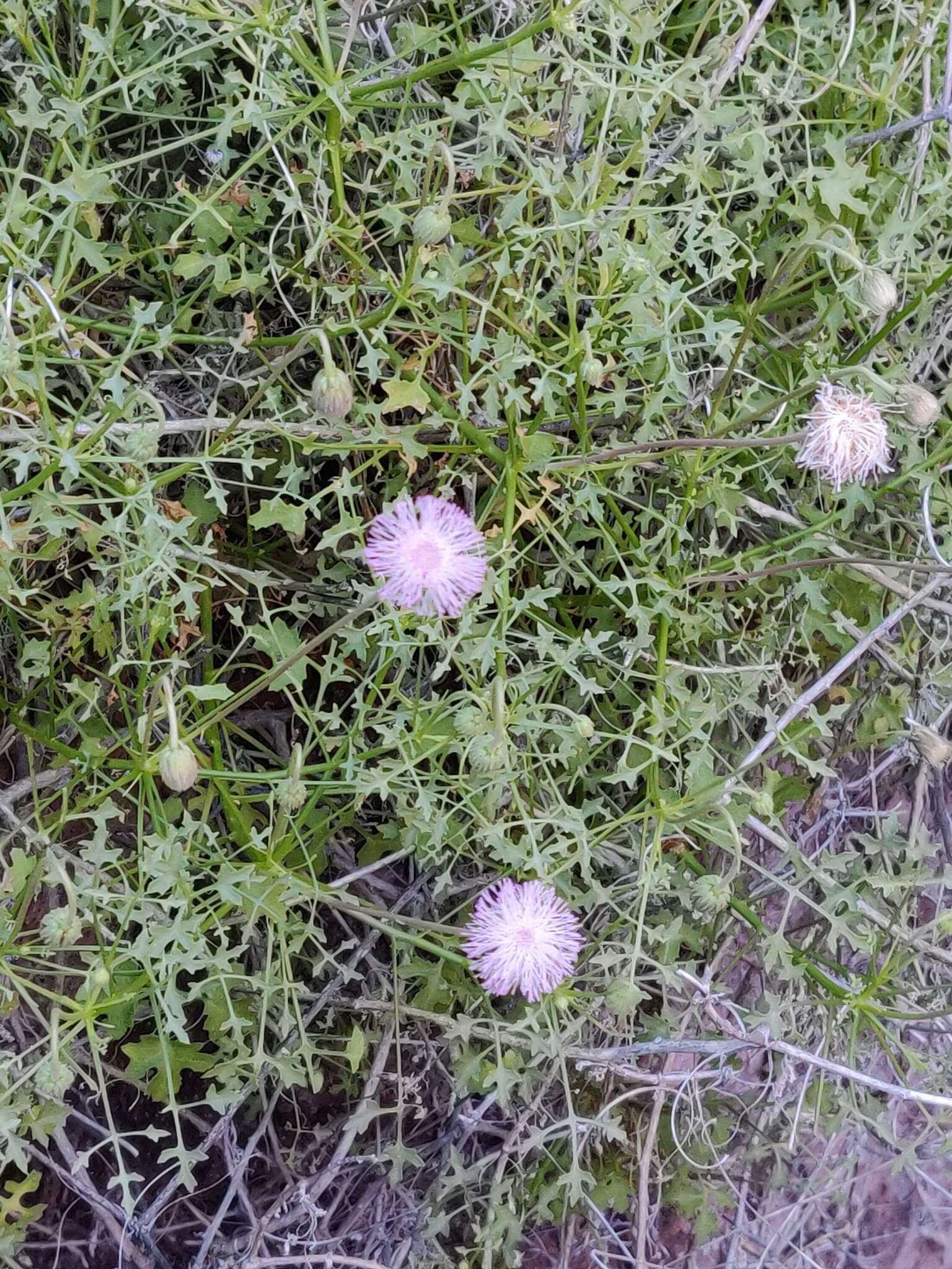 Image of Hofmeisteria fasciculata (Benth.) Walp.