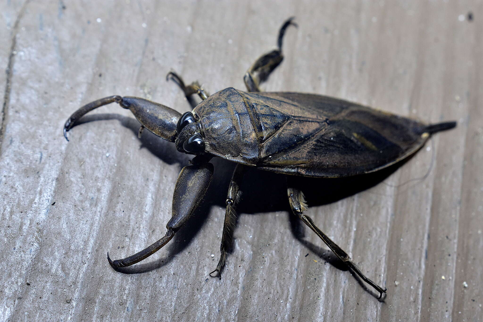 Image of Uhler's Water Bug