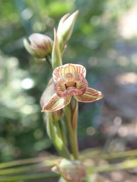 Calochilus robertsonii Benth.的圖片