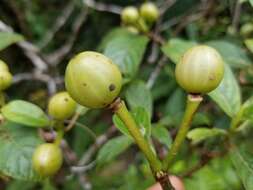 Plancia ëd Psychotria pancheri (Baill.) Schltr.