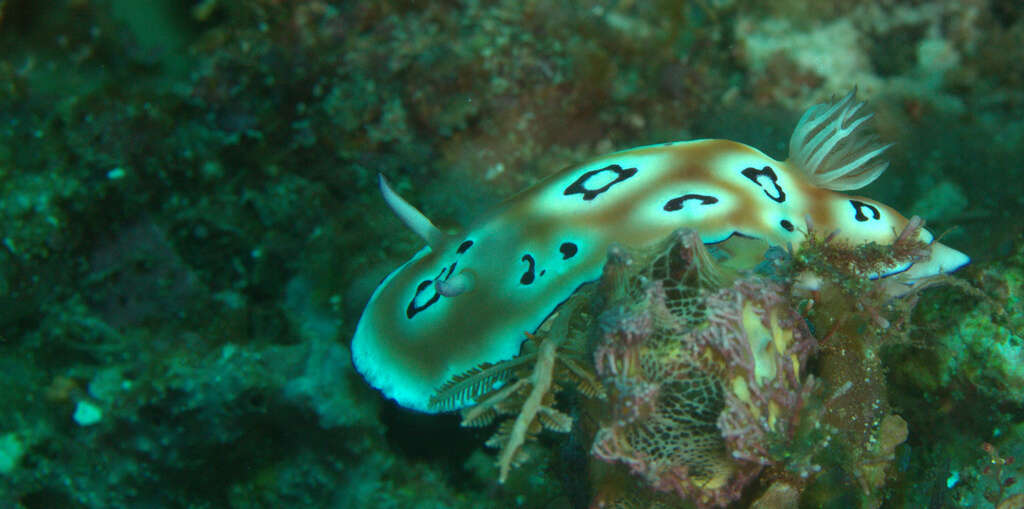 Image of Goniobranchus leopardus (Rudman 1987)