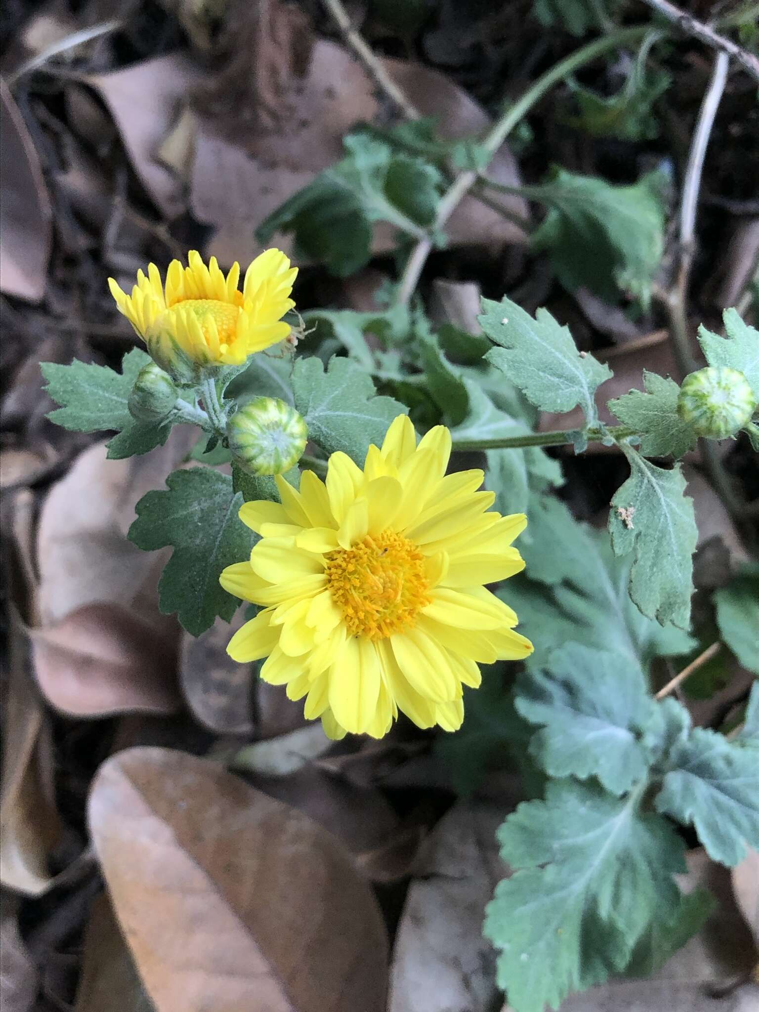 Sivun Chrysanthemum morifolium Ramat. kuva