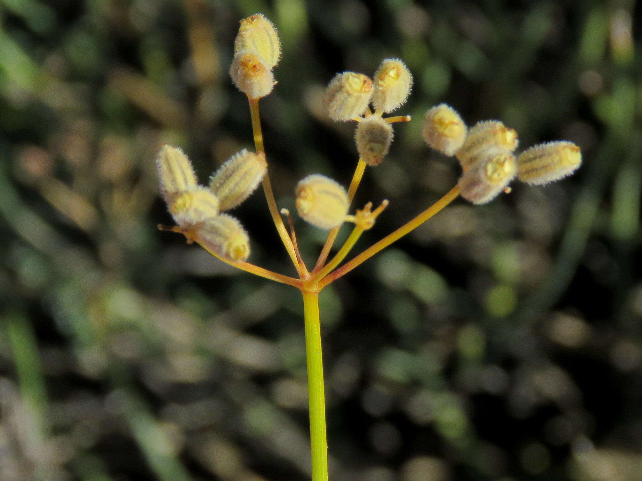 Image of Deverra denudata subsp. aphylla (Cham. & Schltdl.) Pfisterer & Podl.