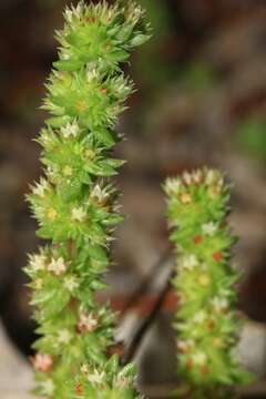 Image of Crassula exserta (F. Reader) Ostenf.