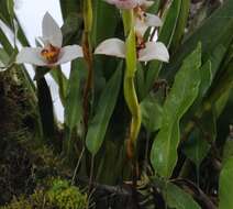 Image of Maxillaria grandiflora (Kunth) Lindl.