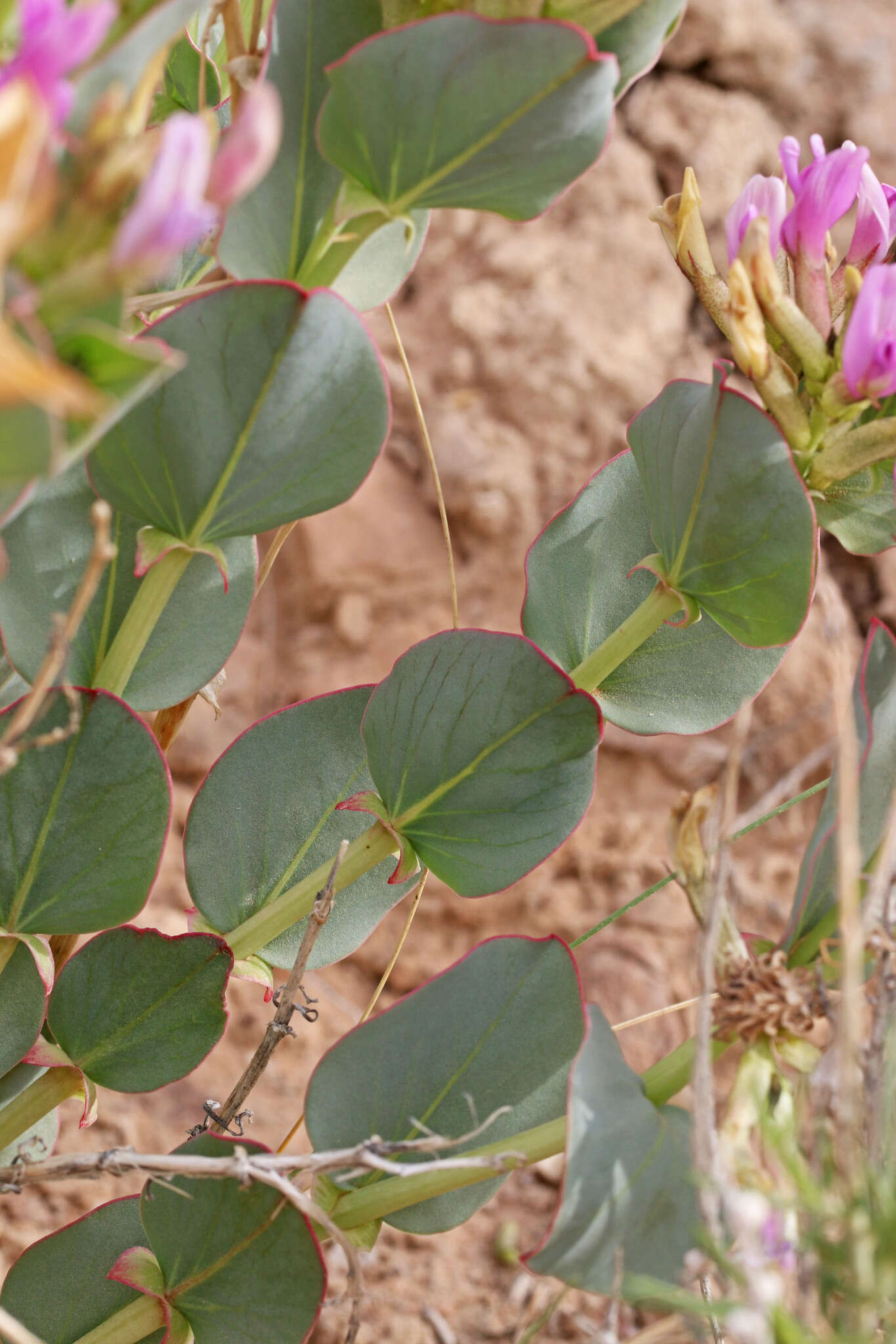 Astragalus asclepiadoides M. E. Jones resmi