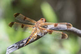 Image of Painted Skimmer