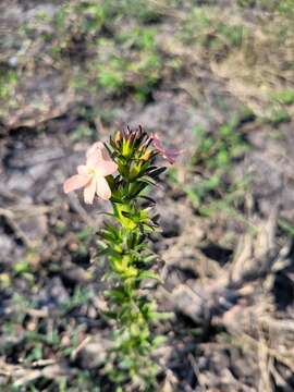 Image of Giant Maize Witchweed