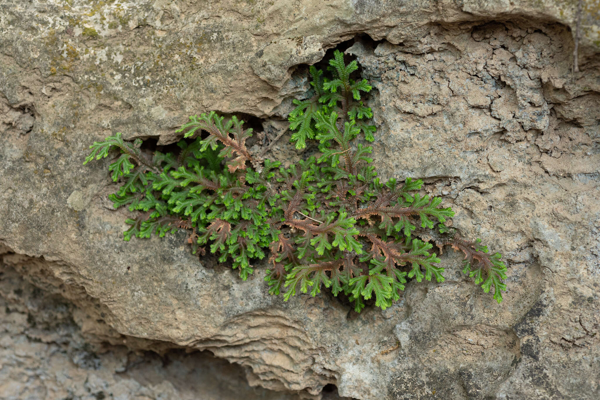 Image of Selaginella repanda (Desv. & Poir.) Spring