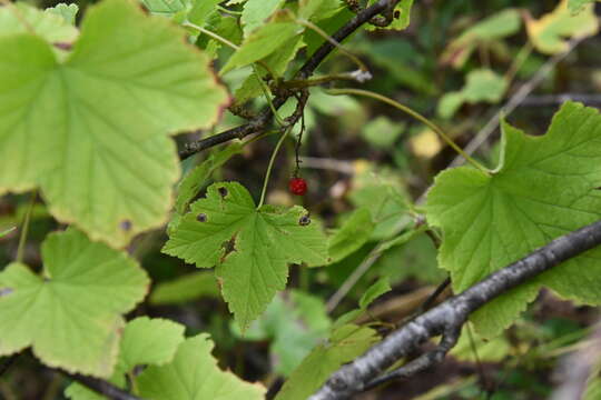 Sivun Ribes mandshuricum (Maxim.) Kom. kuva