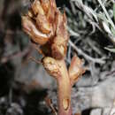 Image of Orobanche staehelinae