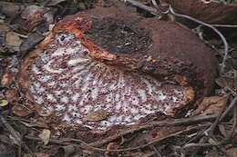 Image of Hydnora esculenta Jumelle & Perrier