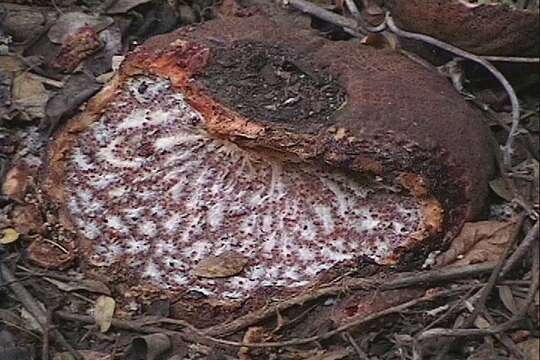 Image of Hydnora esculenta Jumelle & Perrier