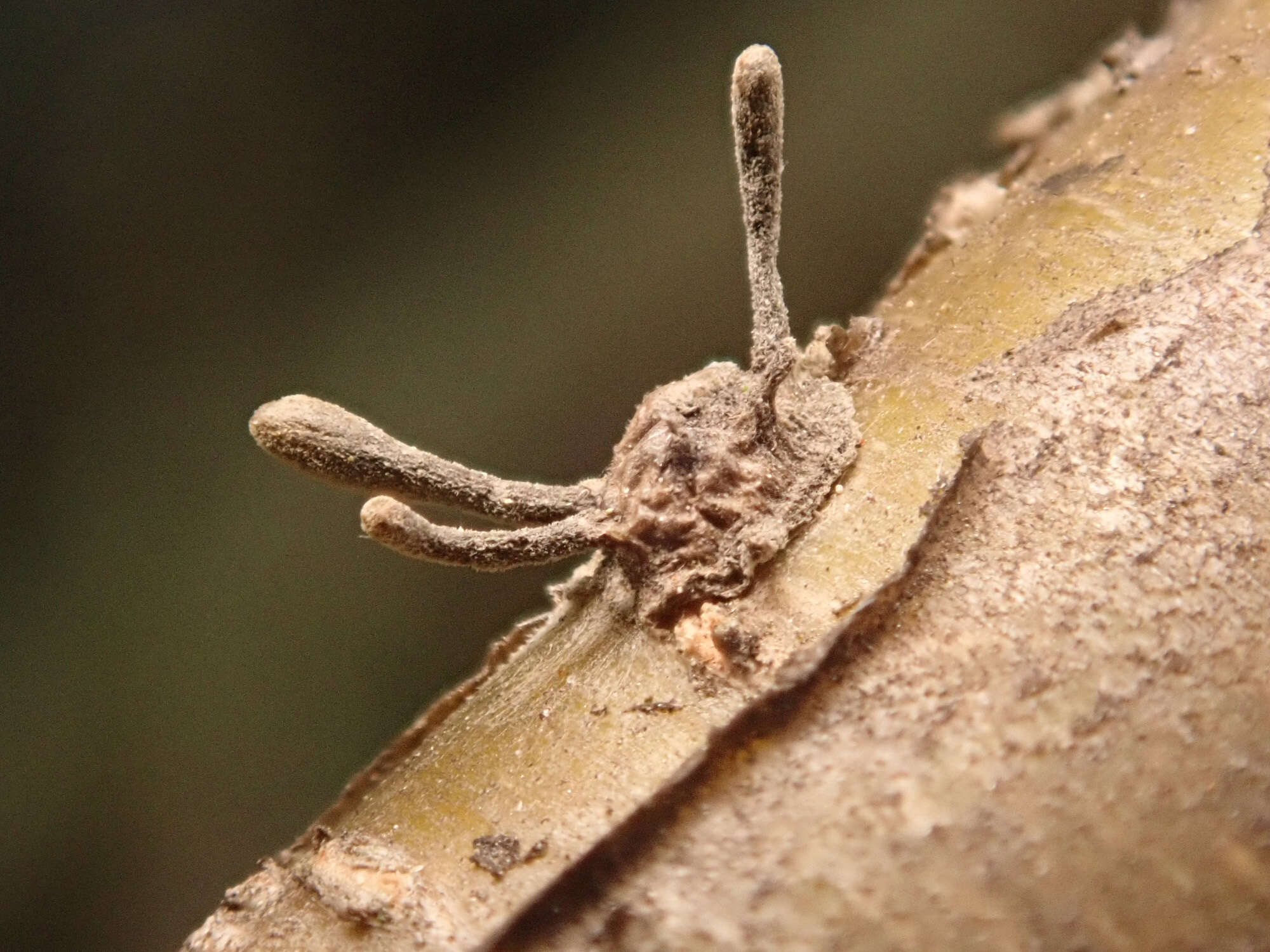 Image of Ophiocordyceps clavulata (Schwein.) Petch 1933