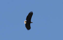 Image of Madagascan Fish Eagle