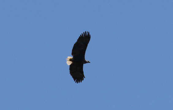 Haliaeetus vociferoides Des Murs 1845 resmi