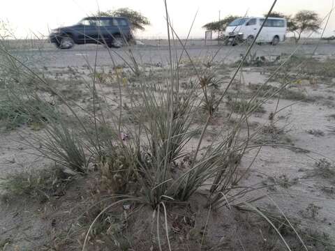 Image of Cyperus conglomeratus Rottb.