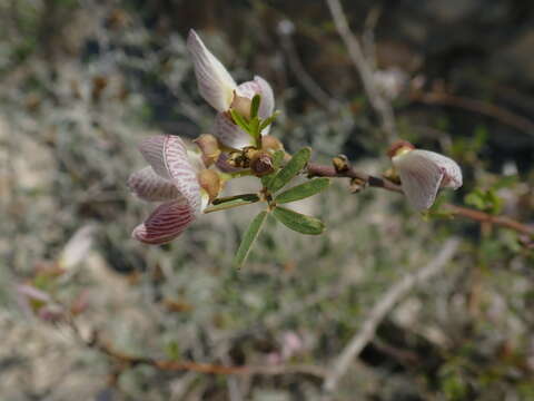 Image of Tephrosia bibracteolata