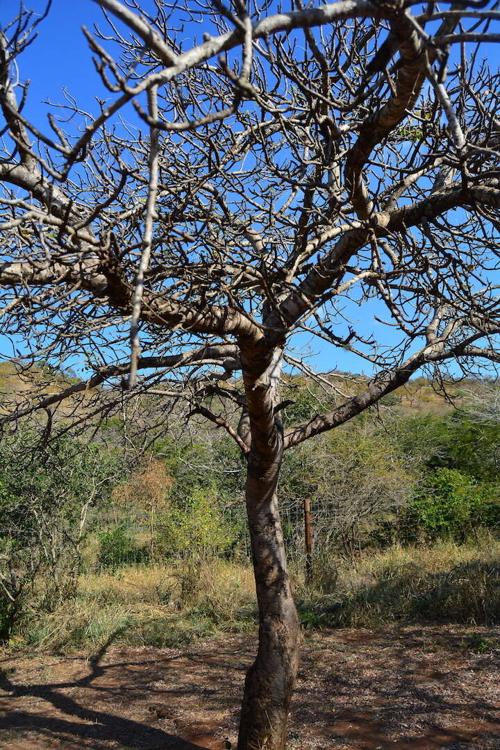 Image of marula