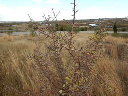 Plancia ëd Pyrus bourgaeana Decne