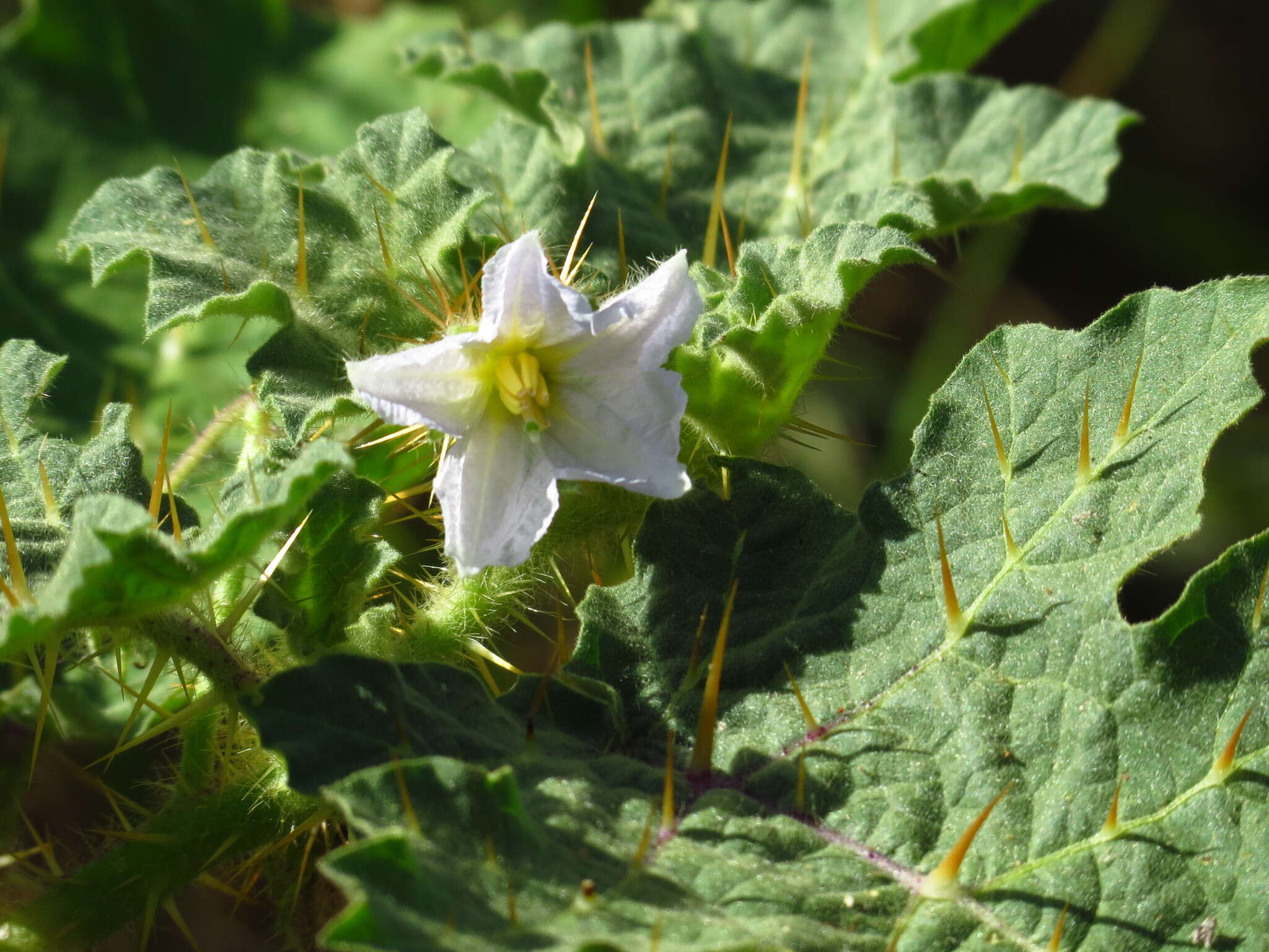 صورة Solanum campechiense L.