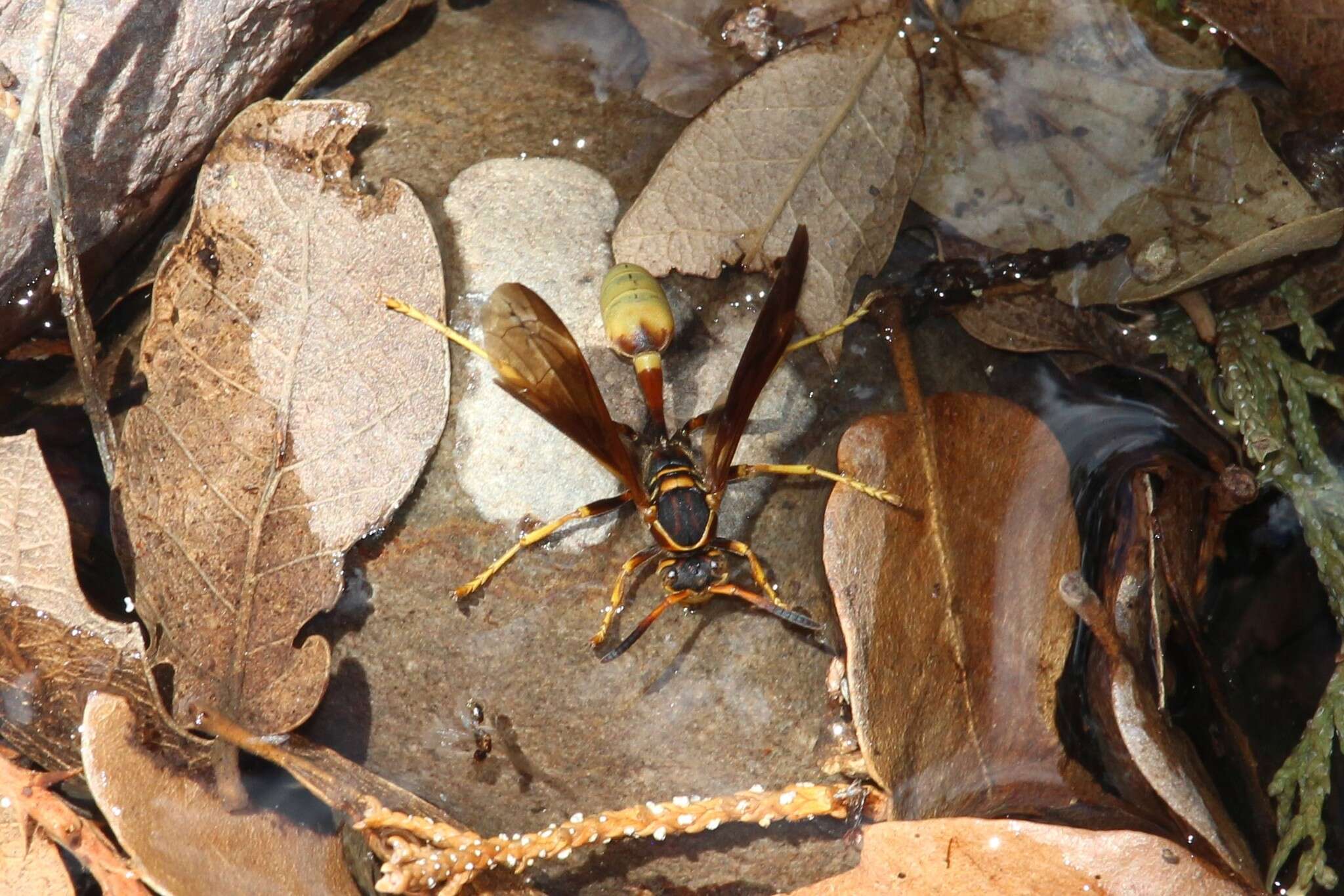 Image of Western Paper Wasp