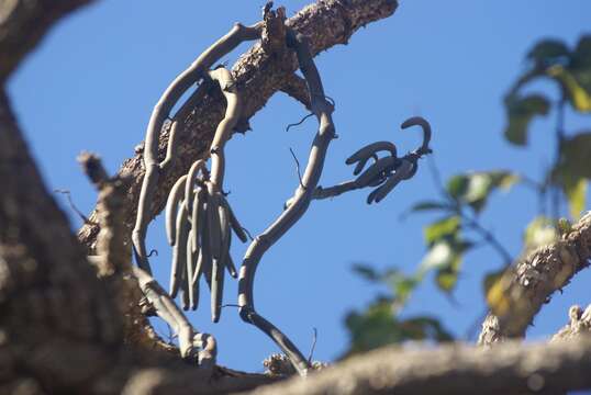 Image of Vanilla roscheri Rchb. fil.