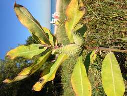 Image of common milkweed