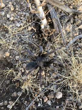 Image de Aphonopelma joshua Prentice 1997