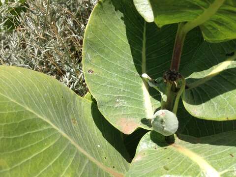 Image of broadleaf milkweed