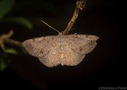 Image of Taxeotis pleurostigma Turner 1943