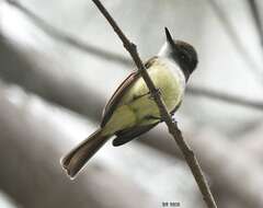 Image of Stolid Flycatcher