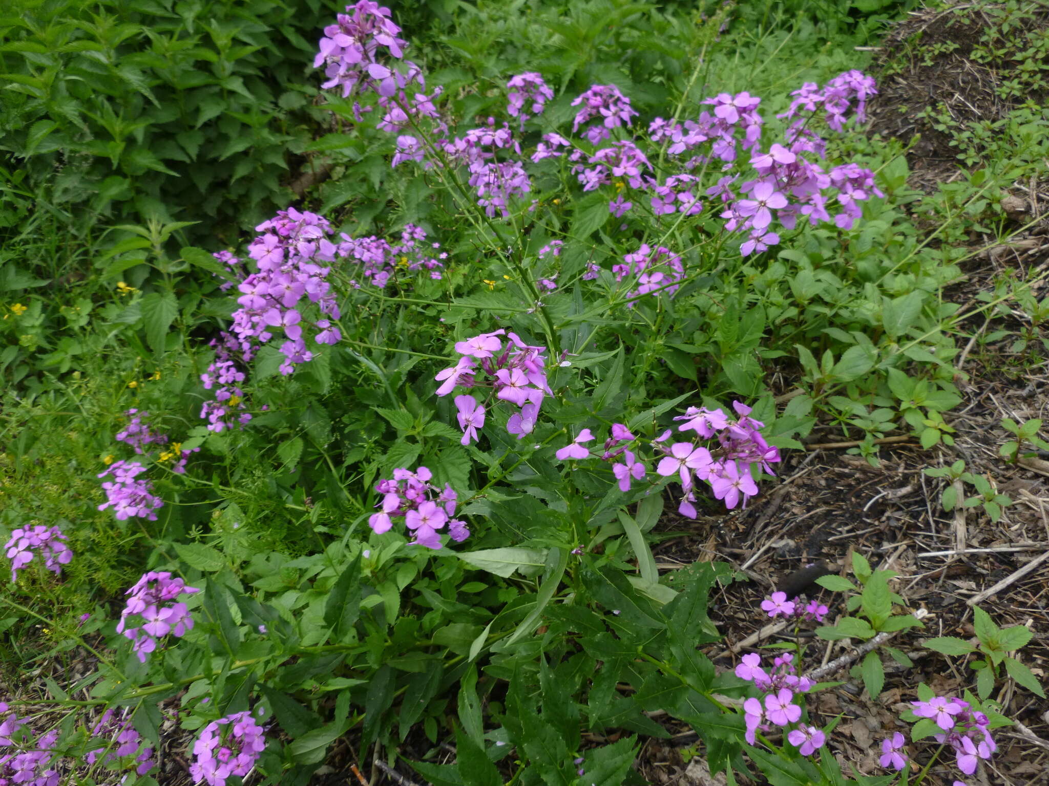 Image of Hesperis matronalis subsp. matronalis