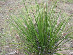 Image of Dianella brevicaulis (Ostenf.) G. W. Carr & P. F. Horsfall