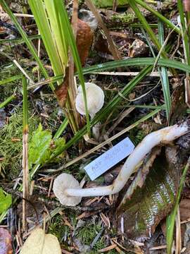 Слика од Melanoleuca platyphylla Murrill 1913