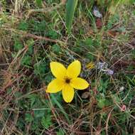 Image of Bidens triplinervia Kunth