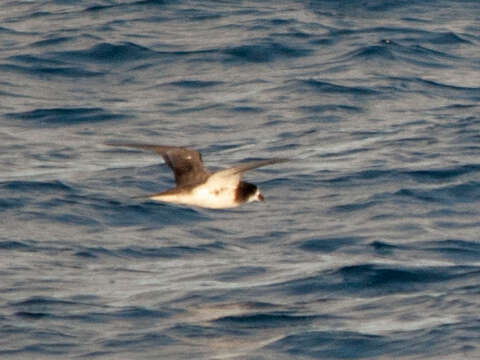 Image of Dark-rumped Petrel