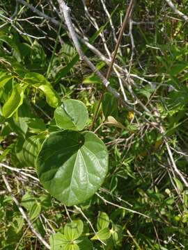 Image of Stigmaphyllon sinuatum (DC.) A. Juss.