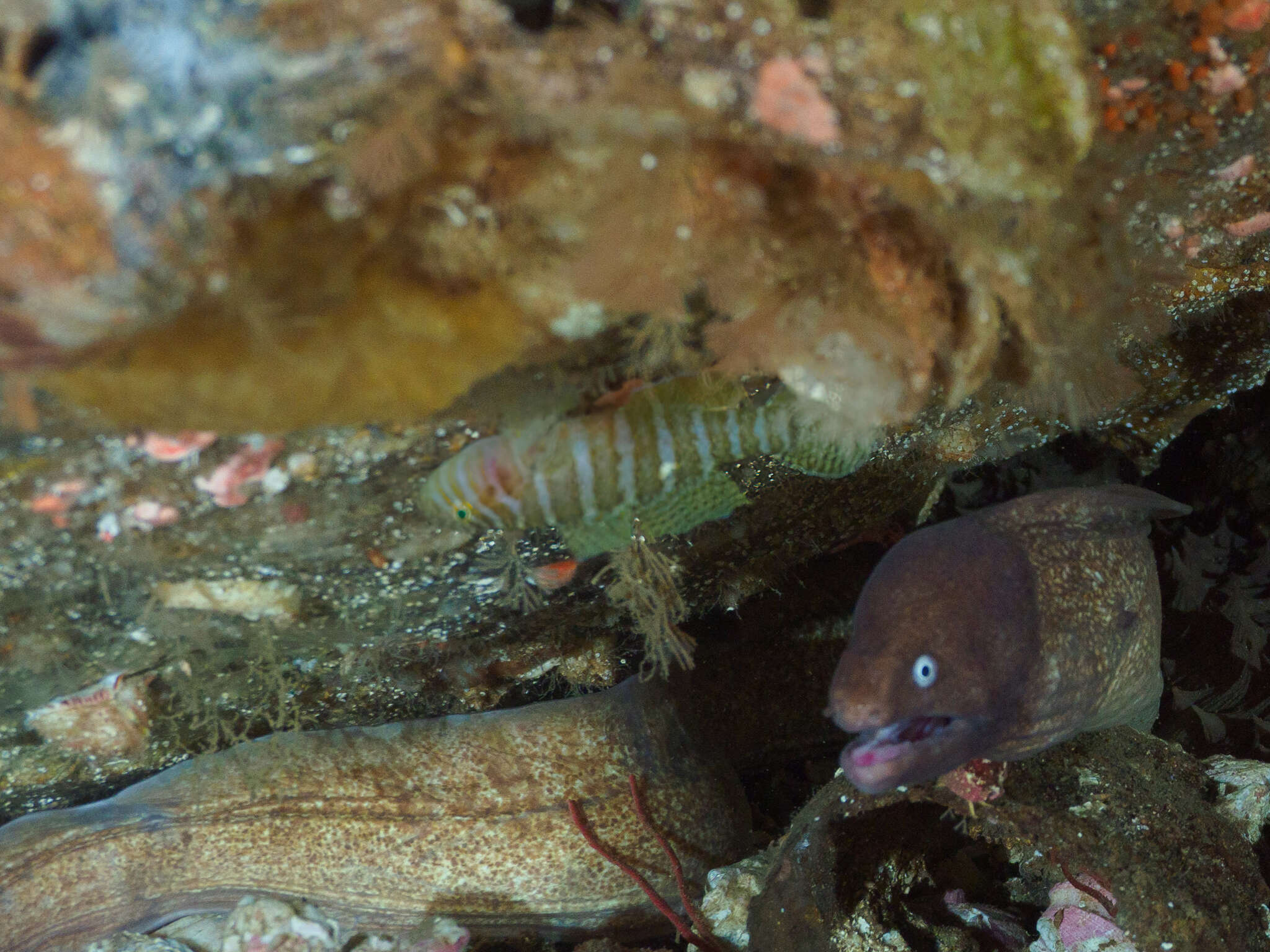 Image of Convict goby