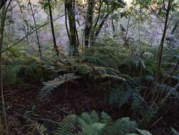 Image of Woolly Tree Fern