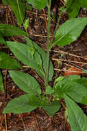 Image of Hieracium lachenalii subsp. lachenalii