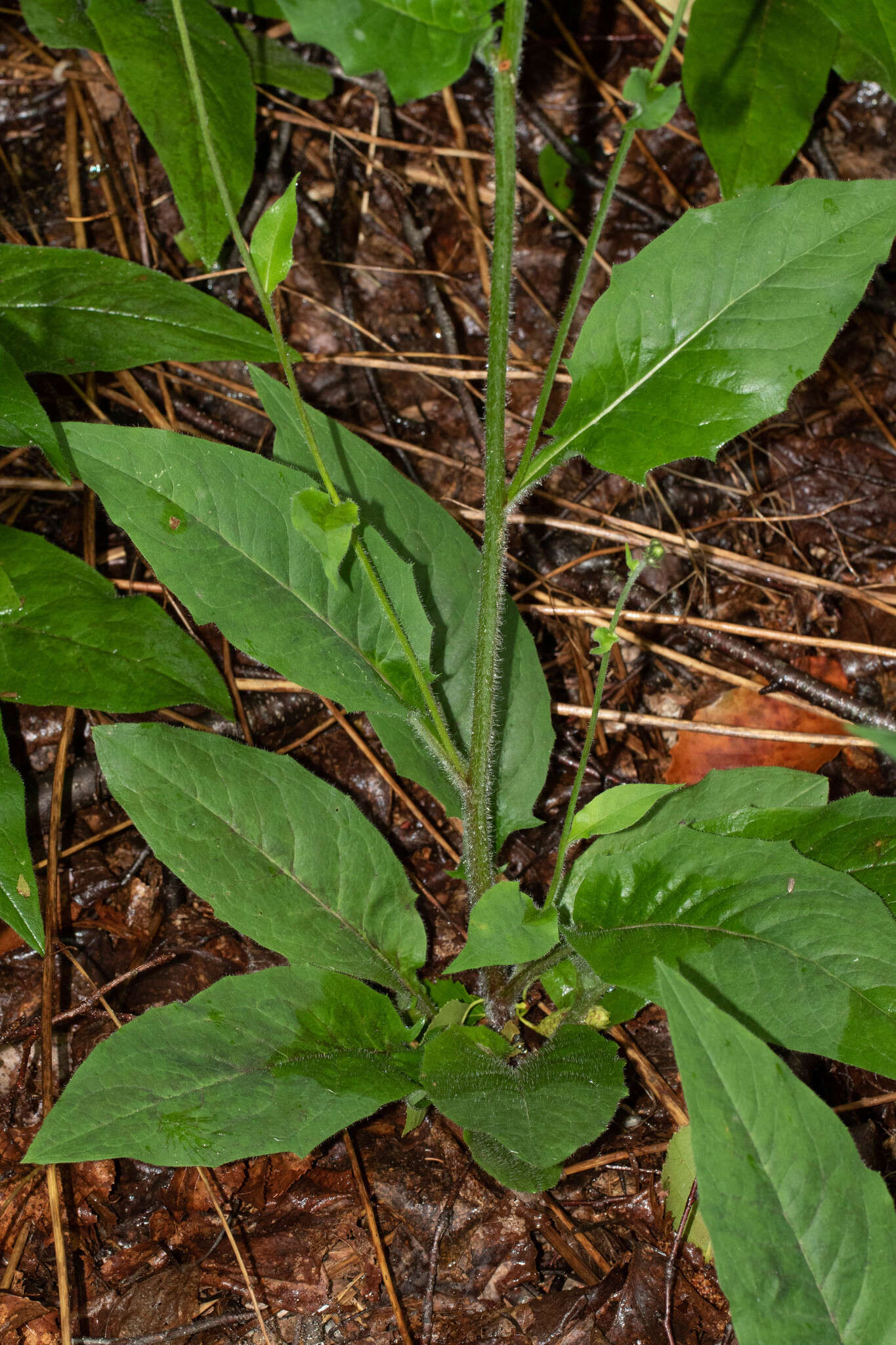 Image of Hieracium lachenalii subsp. lachenalii