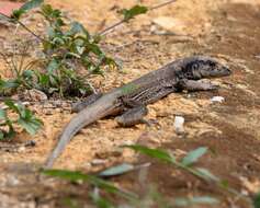 صورة Ameiva atrigularis Garman 1887