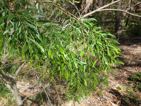 Image of Acacia verniciflua A. Cunn.