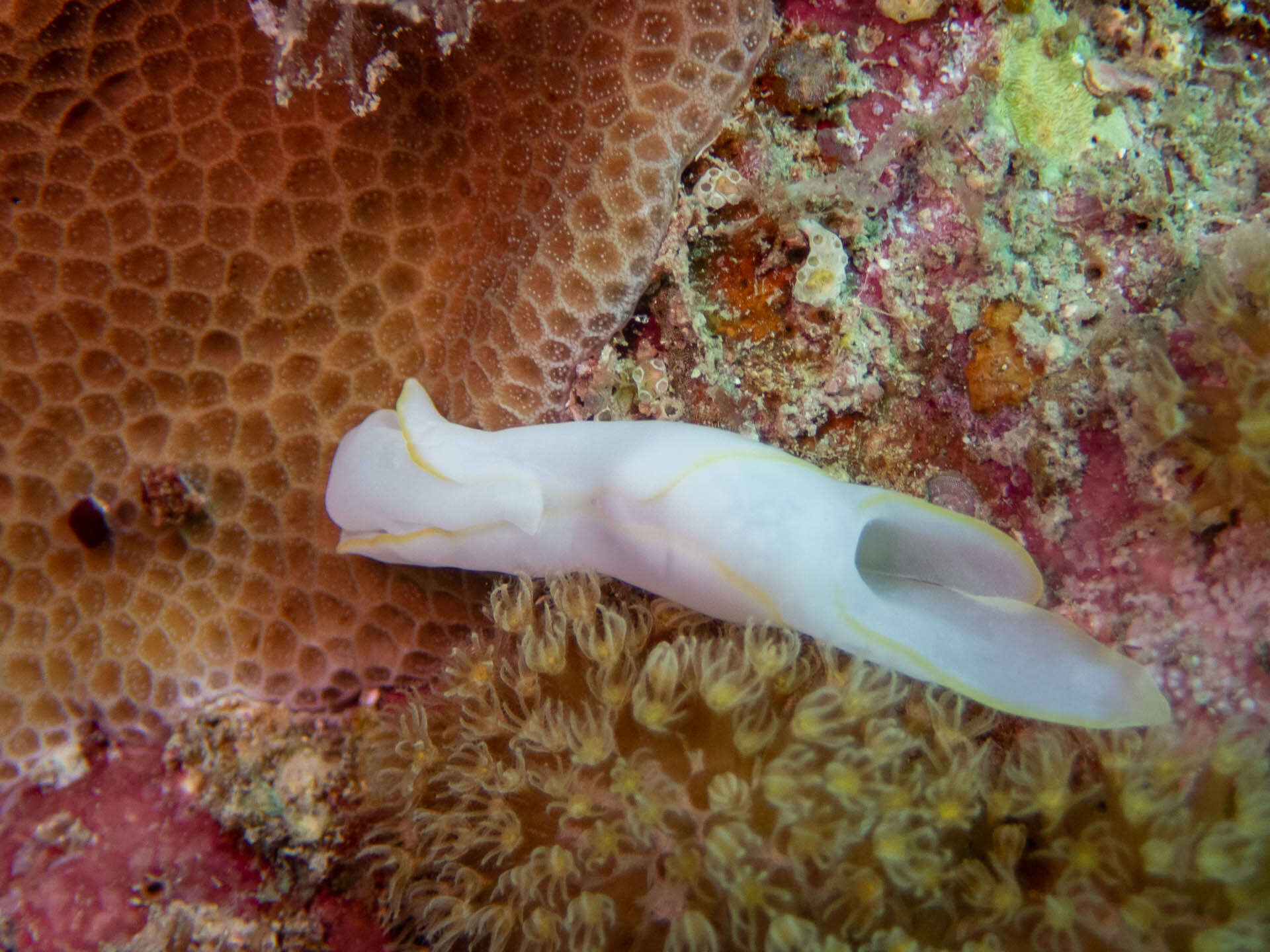 Image of Yellow edged transluscent slug