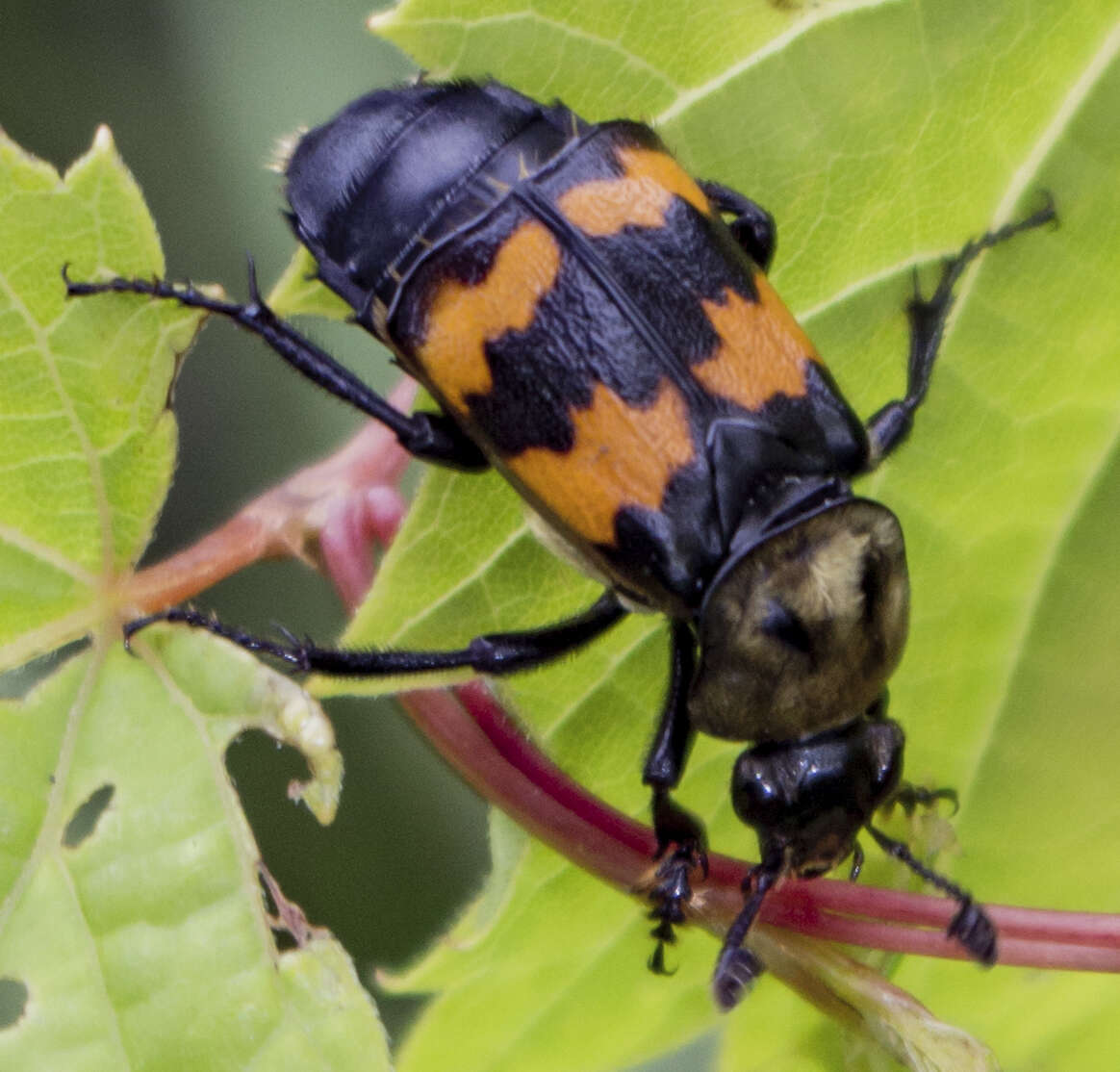 Nicrophorus (Nicrophorus) tomentosus (Weber 1801) resmi