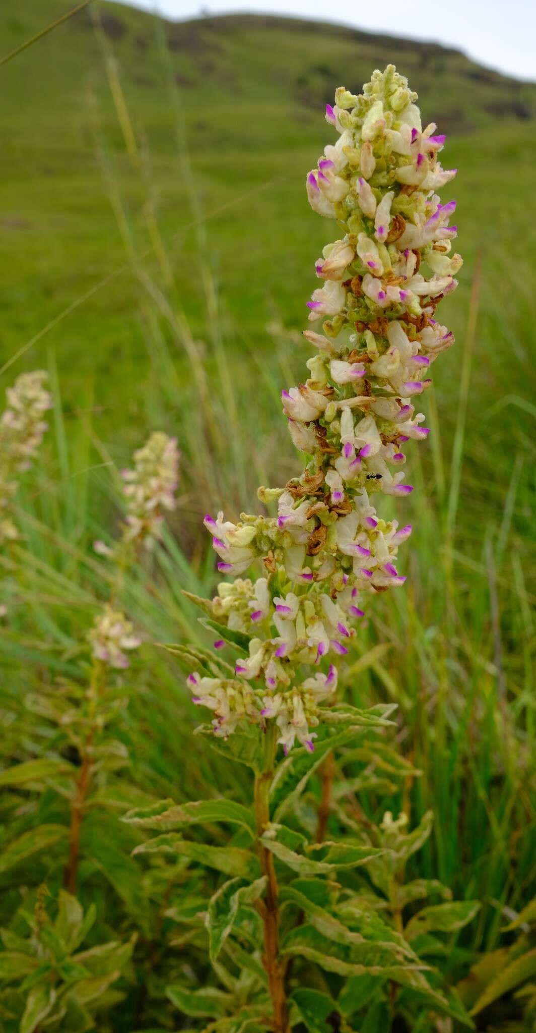 صورة <i>Coleus calycinus</i>